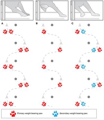 Evaluation of Variability in Gait Styles Used by Dogs Completing Weave Poles in Agility Competition and Its Effect on Completion of the Obstacle